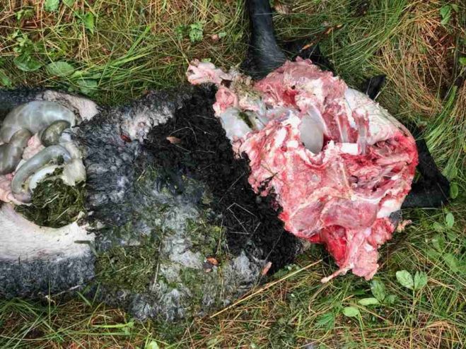 Dette lammet ble funnet få timer etter at bjørnen hadde drept det og en sau ved Negltjenna i Selbu.||
